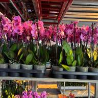 Phal 1-tak Orlando Mimesis 12/80 - IMG-20250120-WA0034