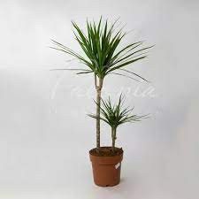 Dracaena Marginata 1pp 17/80