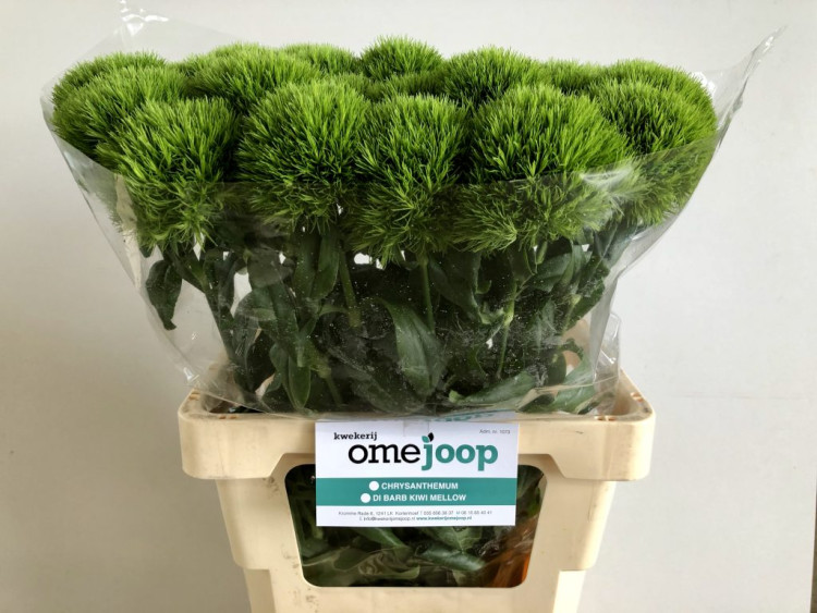 Dianthus Bard Kiwi Mellow 60 sm Holland