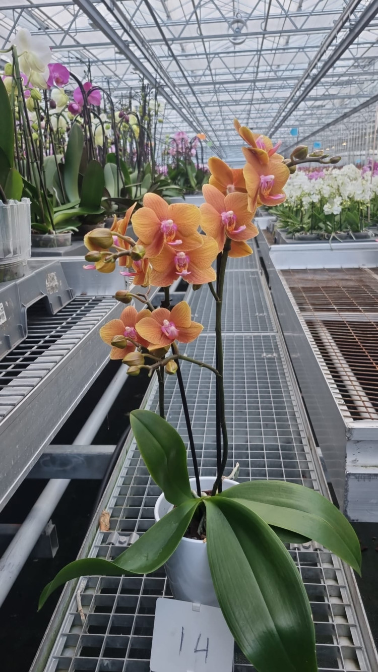 Phal Oranje Multi Phalaenova 12/35