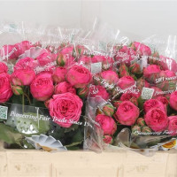 Spray Piano Freiland Pink 35 sm