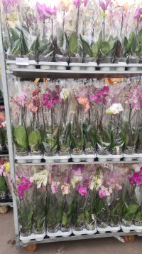 Phal A2 1-tak Opti-flor Mix 12/60