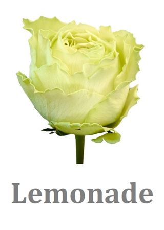 Lemonade 90 sm Ecuador