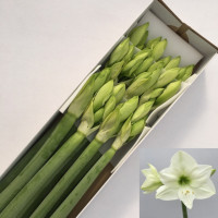 Hippeastrum Casablanca Holland