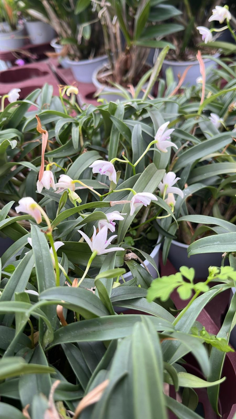 Orchiden Berioda White 9/15