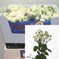 Spray White Bables 70 sm