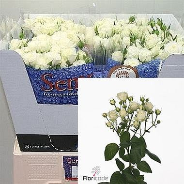Spray White Bables 70 sm