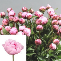 Paeonia Sara Bernhardt 60 cm X10