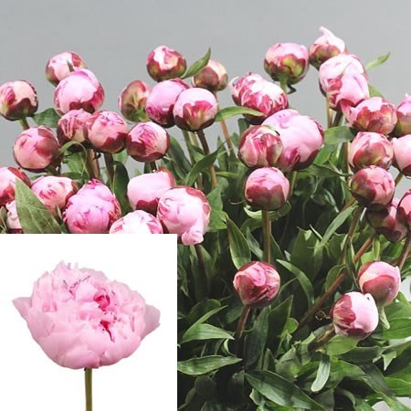 Paeonia Sara Bernhardt 60 cm X10