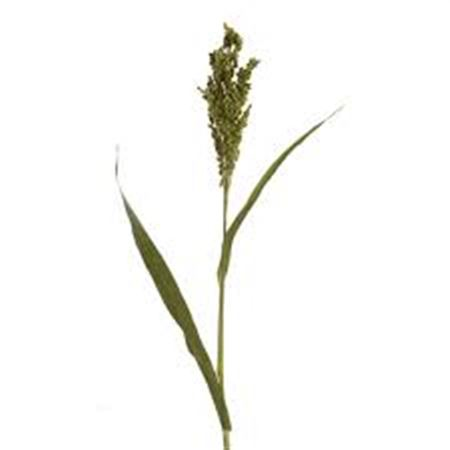 Panicum Splash