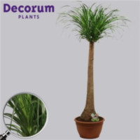 Beaucarnea Recht 30 Cm (decorum)
