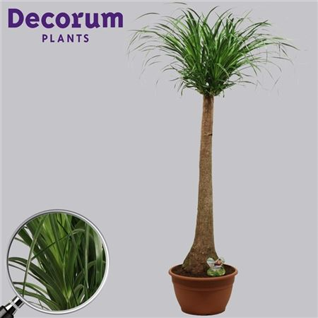 Beaucarnea Recht 30 Cm (decorum)