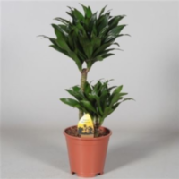 Dracaena Frag Compacta 45-15 (clock)