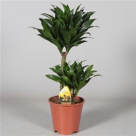 Dracaena Frag Compacta 45-15 (clock)