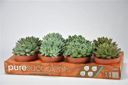 Echeveria Gemengd