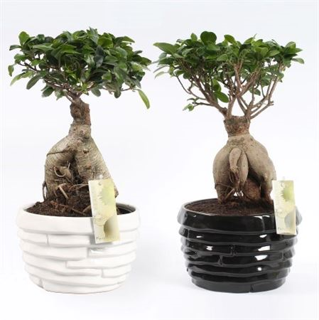 Ficus Mi Ginseng Keramieke Pot