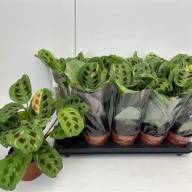 Maranta Fiesta 12/35 - зображення_viber_2024-10-29_14-18-50-621