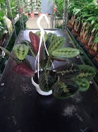 Maranta Fiesta 12/35