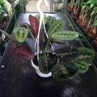 Maranta Fiesta 12/35 - Без названия (48)