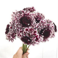 Scabiosa Bon Bon Scoop French Vanilla