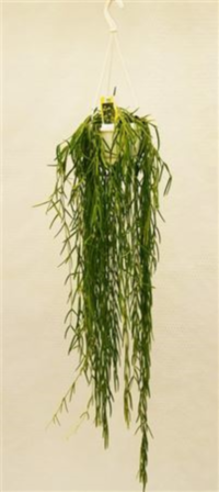 Hoya Linearis