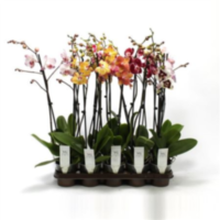 Phal 2-tak V G