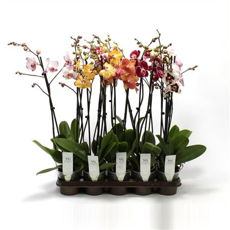 Phal 2-tak V G