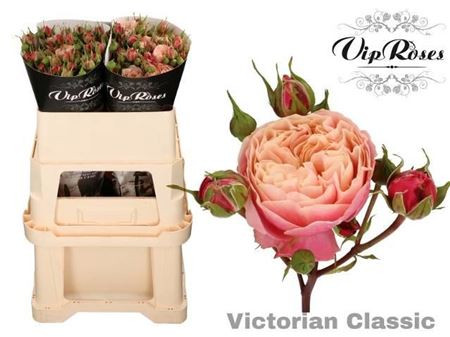 Spray Victor Classic 50 sm Kenia