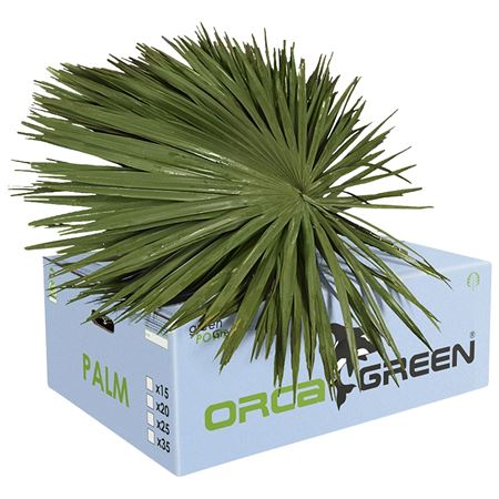Palm Orca L X25