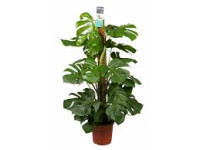 Monstera Pertusum 24/115