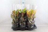 Codiaeum Petra Кротон 13/40