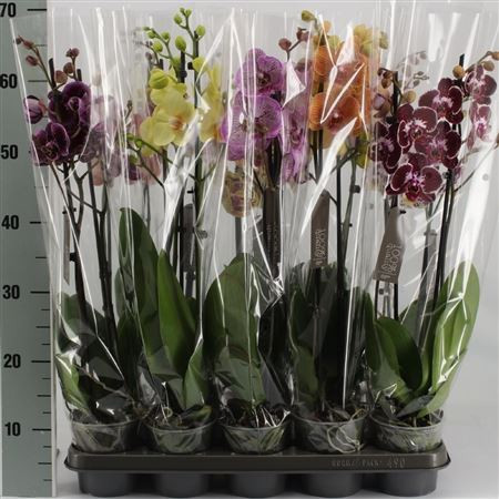 Phal 2 Extra Mix 12/70