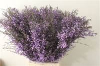 Genista Heidebrem Milka