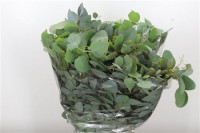 Eucalipt Populus 80 sm 200g