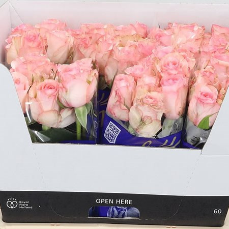 Rose Arleene 60 sm