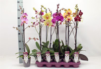 Phal 2-tak Yellow Phalaenova 12/60