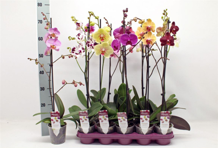 Phal 2-tak Yellow Phalaenova 12/60