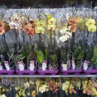 Phal 2-tak Yellow Phalaenova 12/60 - зображення_viber_2025-05-01_15-41-54-678