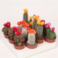 Crassula Mix In Showdoos (pv5018) 505/8