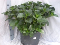 Hydrangea Alpengluhen 32/90