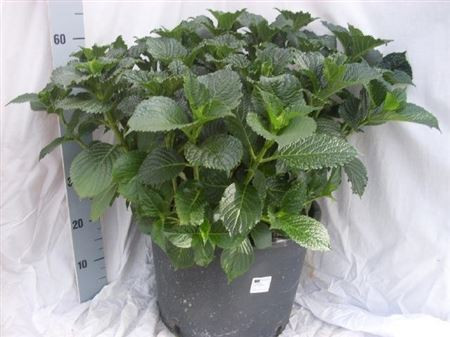 Hydrangea Alpengluhen 32/90