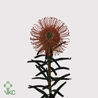 Leucadendron Ov