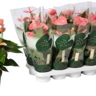 Anthurium Sweet Dream 12/55 - e38f36c9-c06f-4871-9ef9-368dee8fa61b