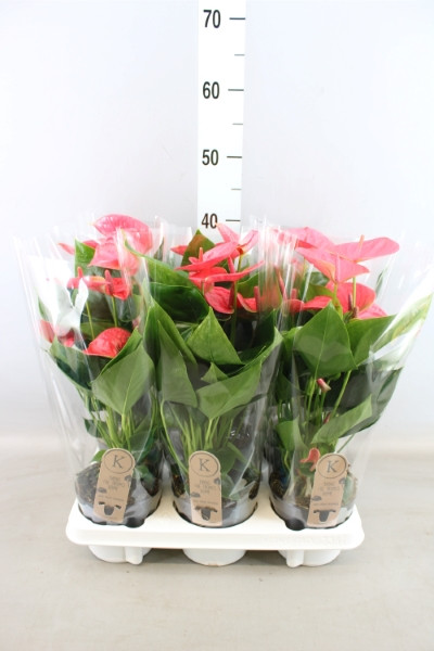 Anthurium Sweet Dream 12/55