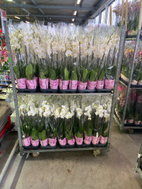 Phal 2-tak Levo Donker Black 12/65