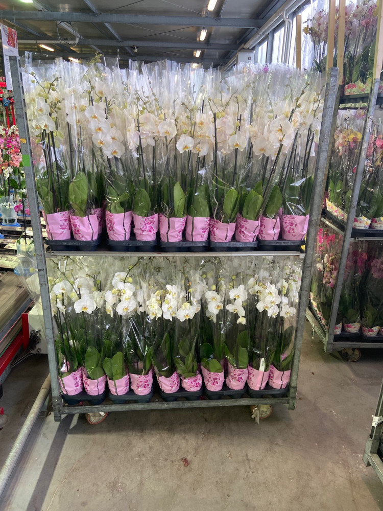 Phal 2-tak Levo Donker Black 12/65