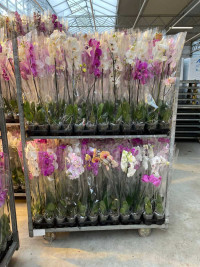 Phal 1-tak A2 VG Mix 12/65sm