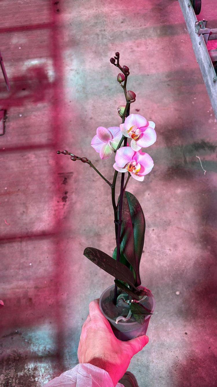 Phal 1-tak White Special Multi Levo 12/55
