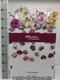 Phal 1 Big Flower Mix Phalaenova 12/80