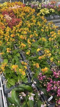 Phal 2/3-tak Opti-flor Oranje 7/25